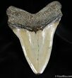 Inch Carcharocles Megalodon Tooth #104-2